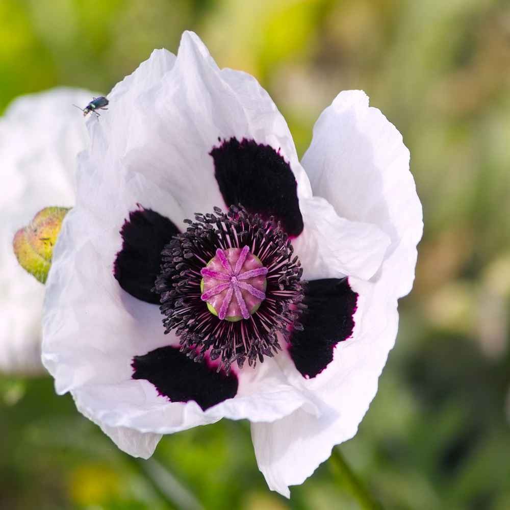 200 Seeds Papaver Orientale Checkers Poppy Seeds – Flower Seeds
