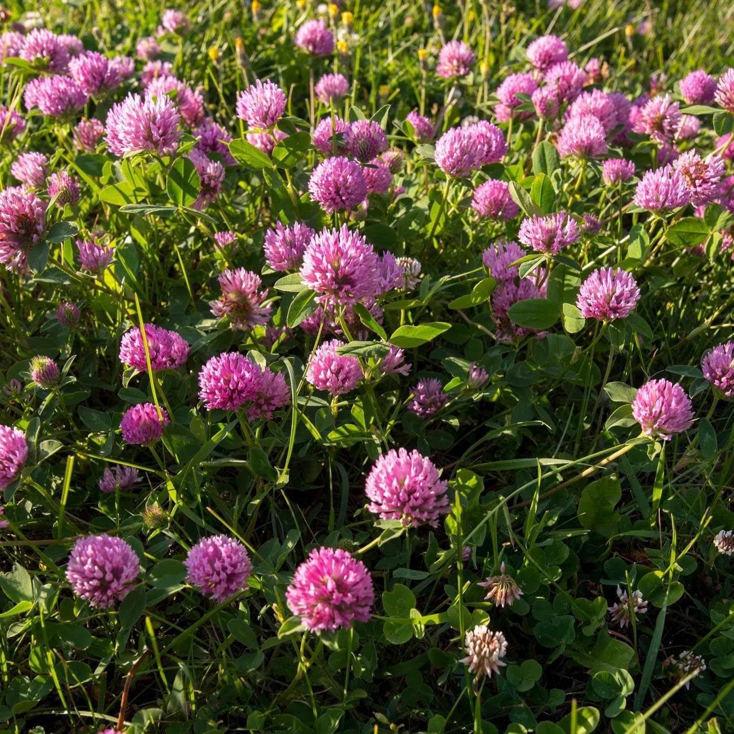 Attracts Pollinators Red Clover Seeds – 10 lbs. for Wildlife