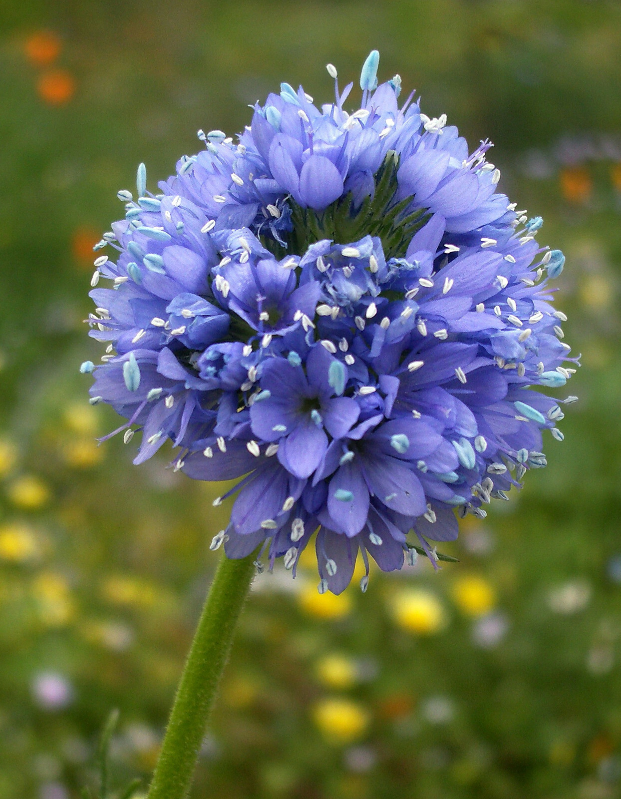 Gilia capitata | Queen Annes Blue Thimble Flower| 100_Seeds