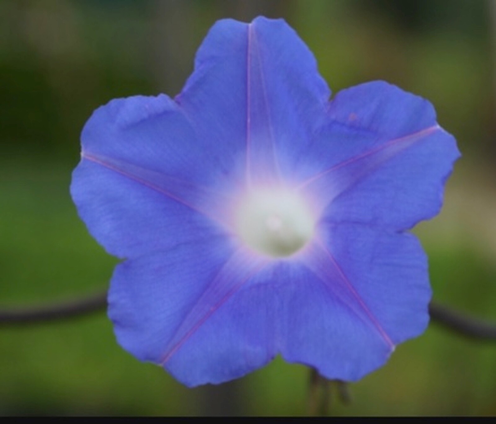 Organic Ipomoea Hederacea~Ivy Leaf Blue Morning Glory~FRESH Seeds~Hummingbirds!