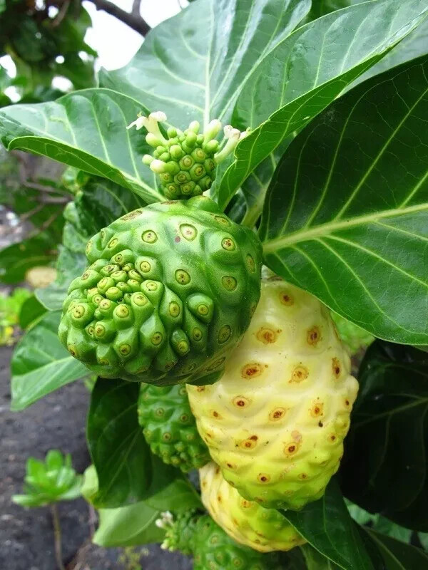 Noni, Morinda Citrifolia – 50 Seeds 2024 – USA