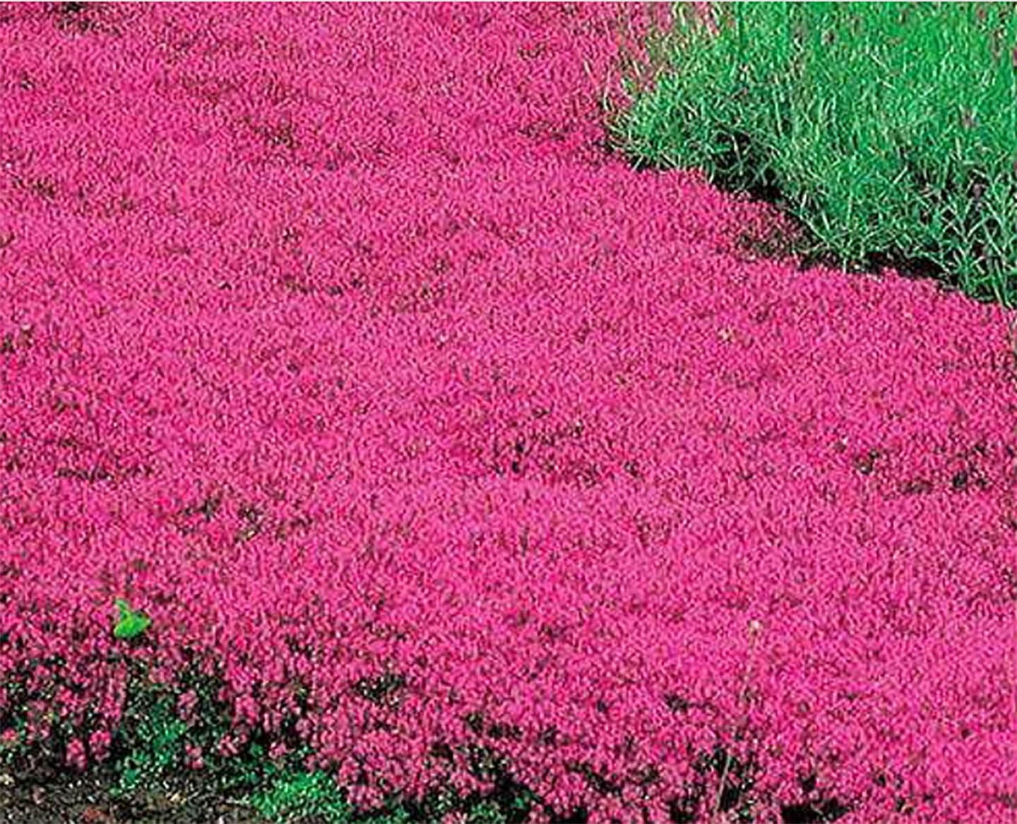 Creeping Thyme SCARLET Red Ground Cover 2-4″ Perennial Rock Gardens 1000 Seeds!