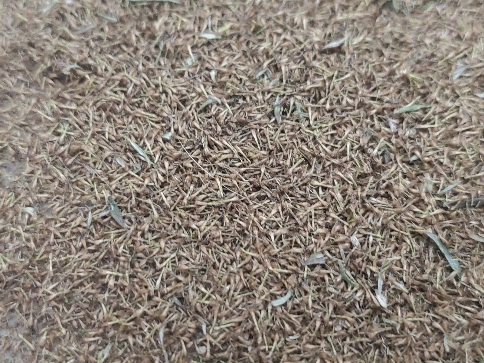 500 Mugwort Seeds (Artemisia Vulgaris)