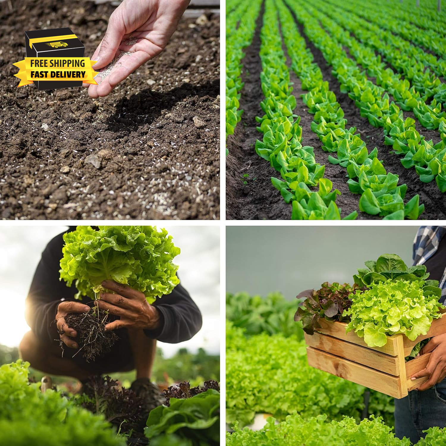 20,000+ Lettuce Seeds, Heirloom Vegetable Seed for Planting Indoor Outdoor, 10 V