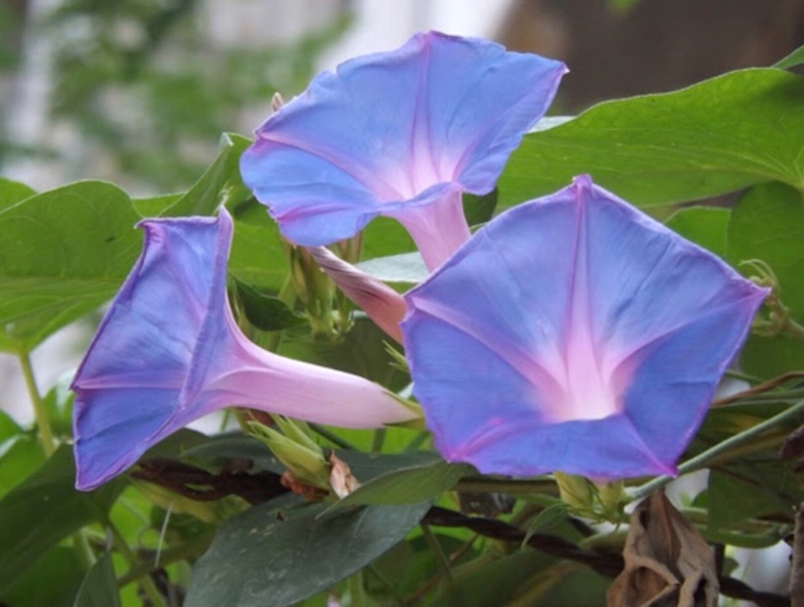 Organic Ipomoea Hederacea~Ivy Leaf Blue Morning Glory~FRESH Seeds~Hummingbirds!