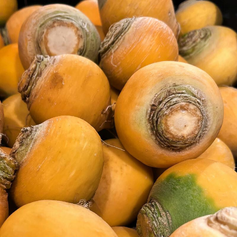 5000 TURNIP GOLDEN GLOBE SEEDS. NON – GMO. FRESH FOR 2024 GARDENS