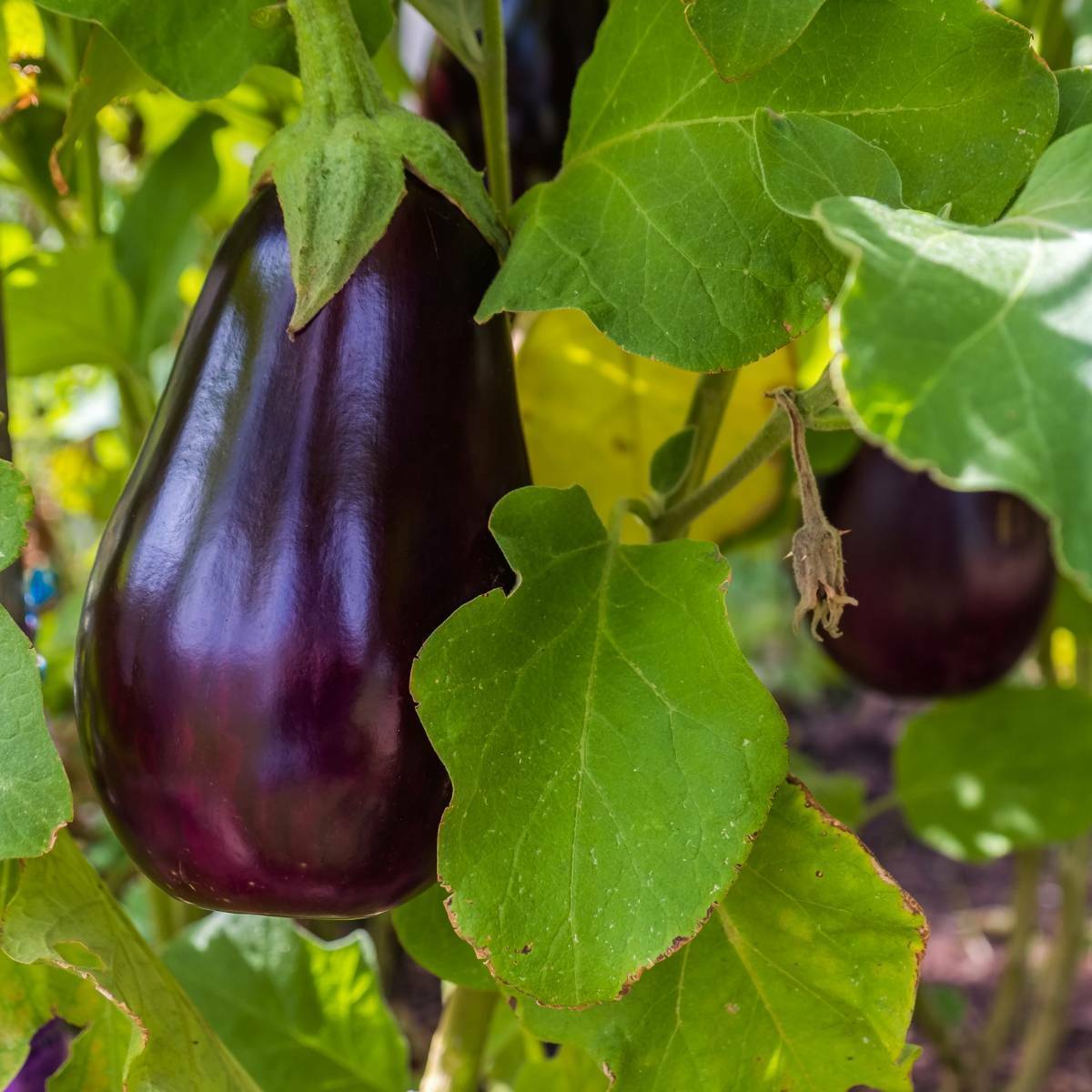 Florida Market Eggplant Seeds 100+ High Bush Vegetable Heirloom NON-GMO FREE S&H