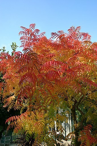 Pistacia Chinensis, Cold Hardy Chinese Bonsai Pistach Shade Tree 20 Seeds