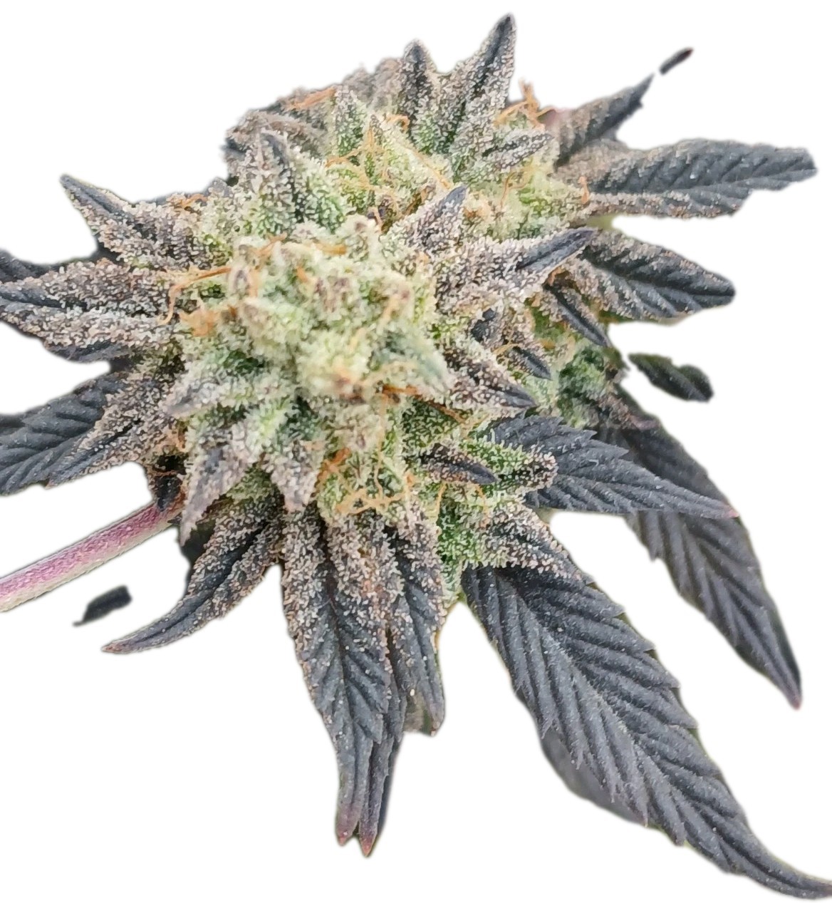 The Chronic pot novelty collector magical bean Bud Sprout seeds