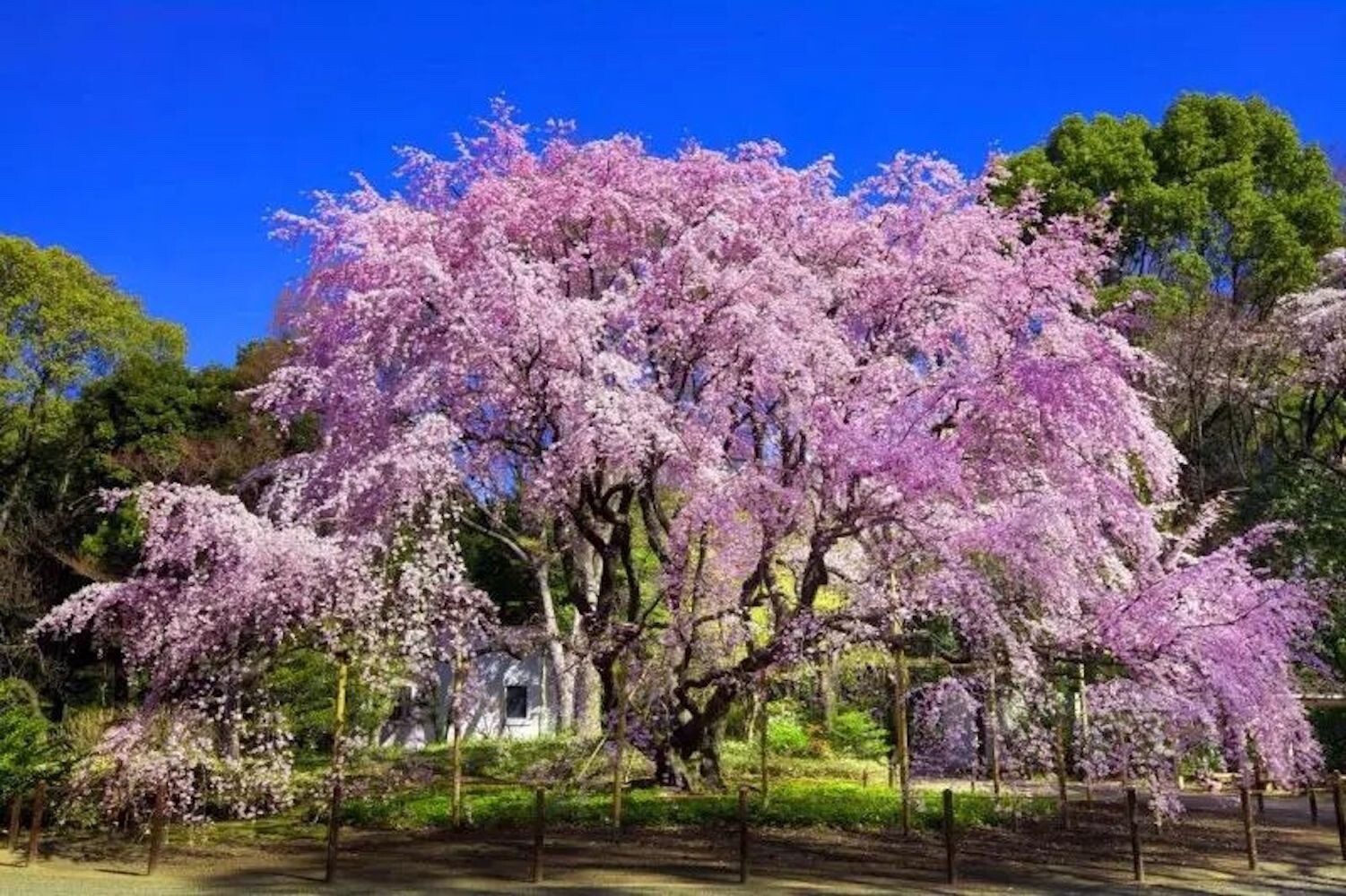 20 SEEDS for Huge Pink WEEPING SAKURA CHERRY rare exotic tree USA Seller