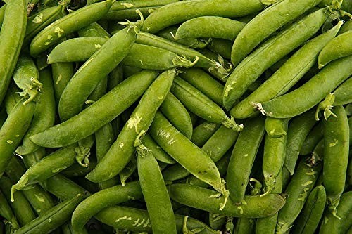 Sugar Ann Snap Peas 25 Seeds Heirloom Tender, Crisp Pods, Cold Tolerant