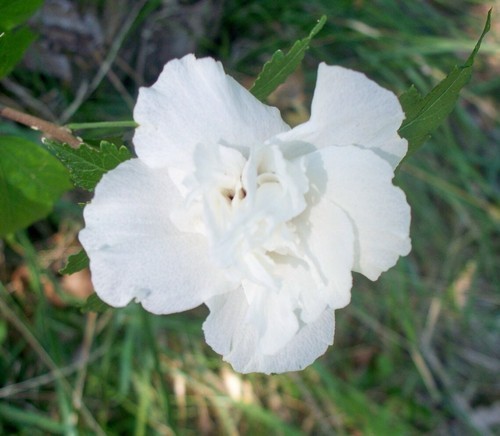50 Seeds Mixed Colors ROSE Of SHARON (HIBISCUS Syriacus) Double & Single Flowers