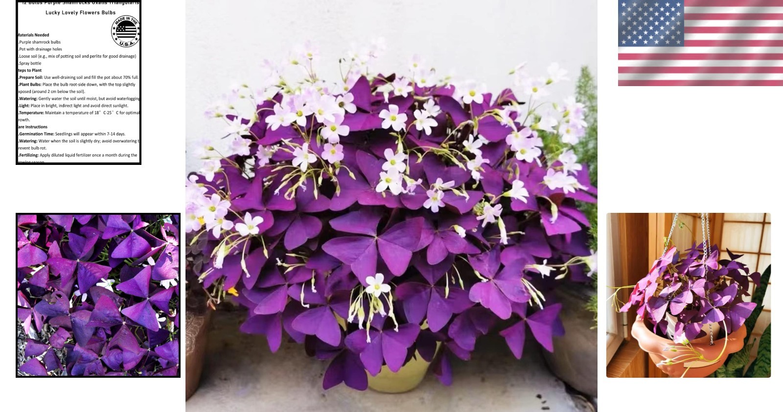 GMO-Free 12+ Purple Shamrock Bulbs for -Round Indoor & Outdoor Blooming