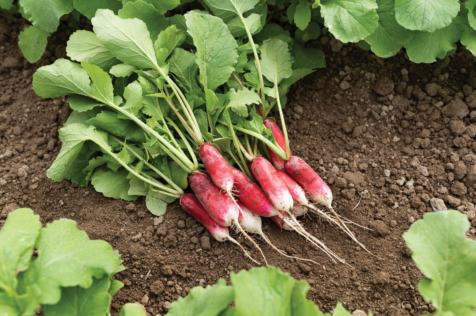700+ FRENCH BREAKFAST RADISH SEEDS. NON – GMO.  FRESH HARVEST, GREAT TASTE