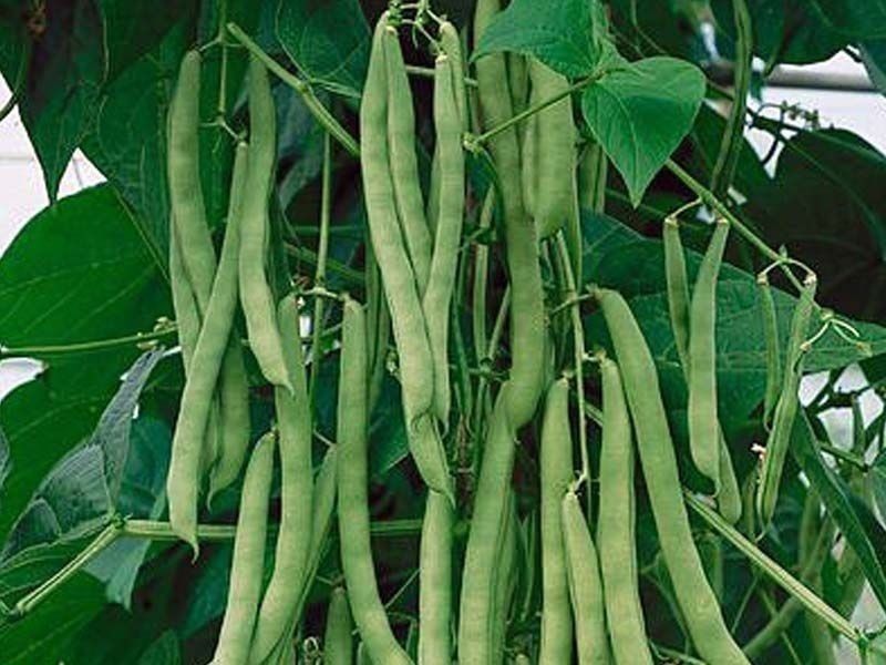 Green Bean Seeds, Blue Lake Bush 274, NON-GMO, Variety Packets Sold, FREE SHIP