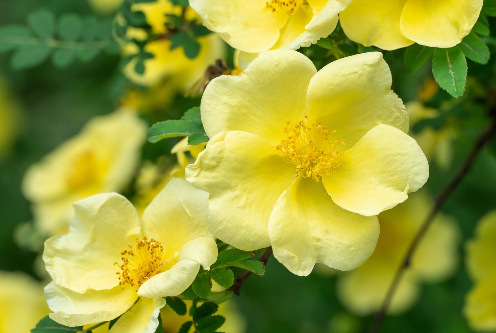 10 Golden YELLOW FATHER HUGO ROSE Rosa Hugonis Flower Seeds *Flat S/H
