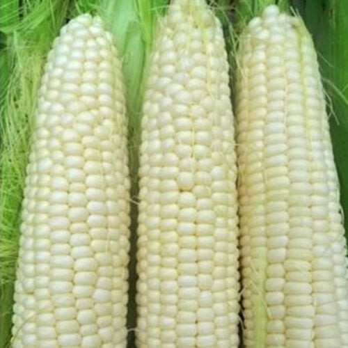30 seeds, Corn – Hickory King White, non-GMO, open pollinated, heirloom