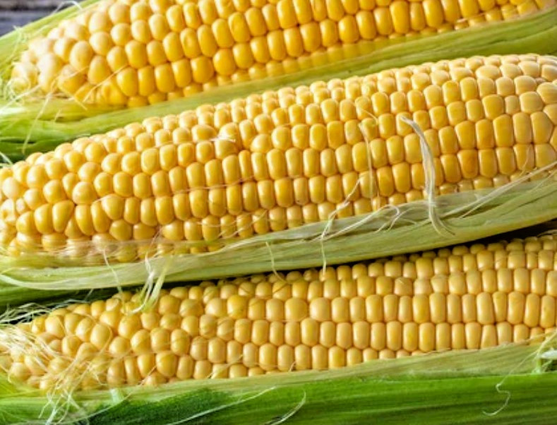 Golden Bantam Corn seed NO-GMO 20+seeds garden High Germination Plant Heirloom