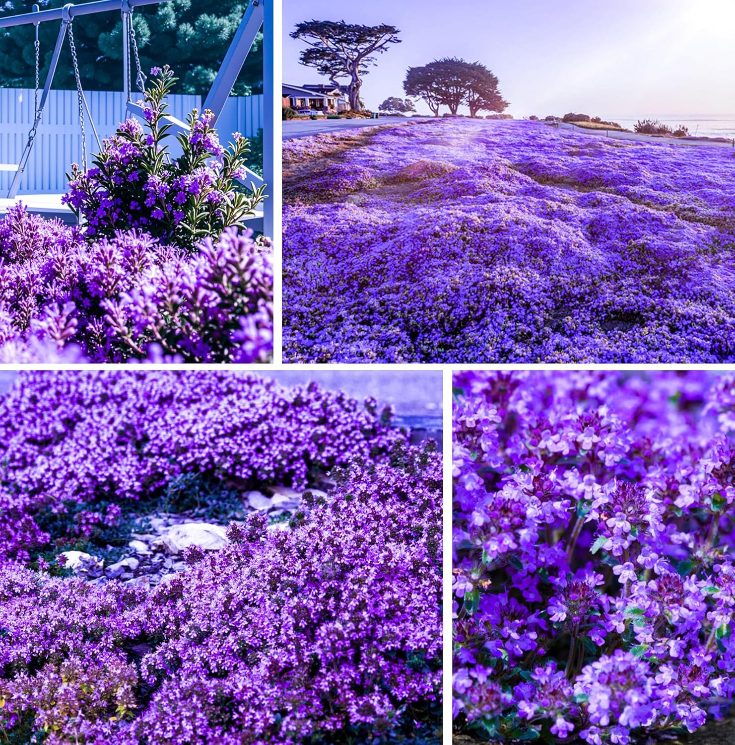 20000+ Creeping Thyme Seeds for Planting -Perennial Ground Cover Plants Flowers