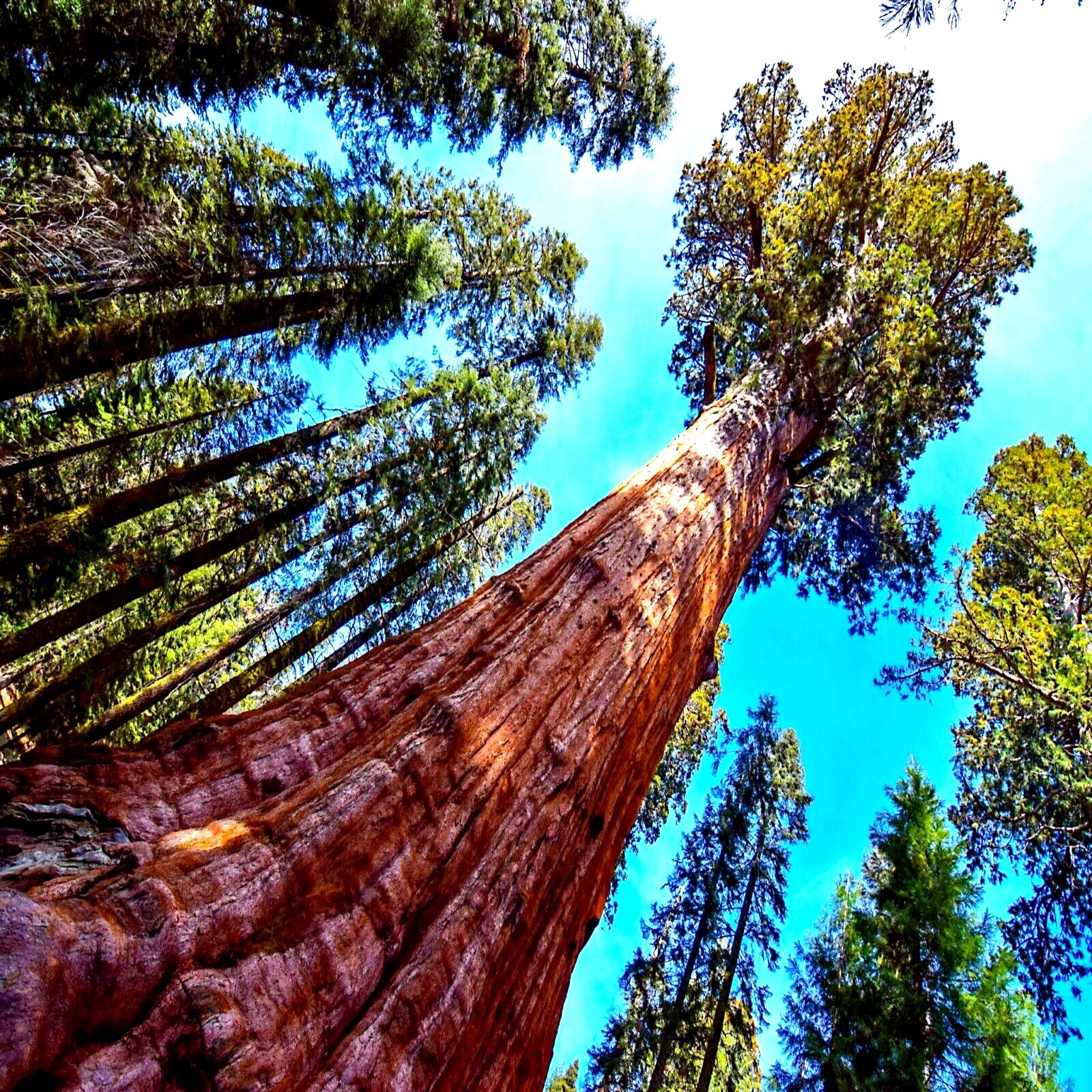 GIANT SEQUOIA SIERRA REDWOOD SEEDS (Sequoiadendron Giganteum) Fast Hardy