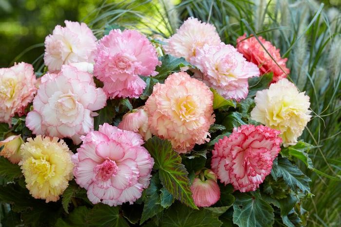 Samba Double Mix Begonias Flowers 1- Bulb
