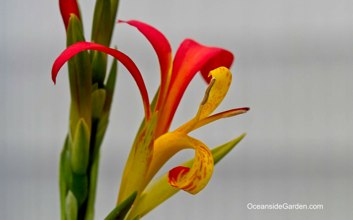 10 Canna brasiliensis (Rare – red and yellow flowers)