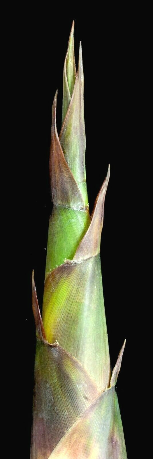 10 OLDHAMS GIANT TIMBER BAMBOO SEEDS – Bambusa Oldamii