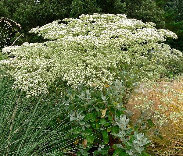 Eriogonum giganteum | St. Catherine’s Lace | Giant Buckwheat | 100 Seeds