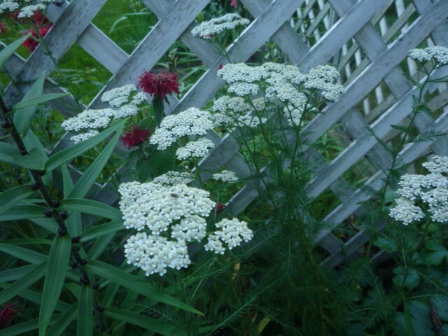 White Yarrow Archillea millefolium seeds