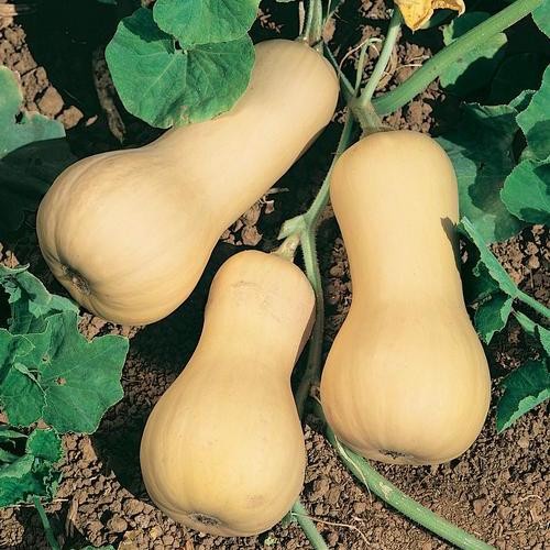 Chieftain Winter Squash: 15 Seeds