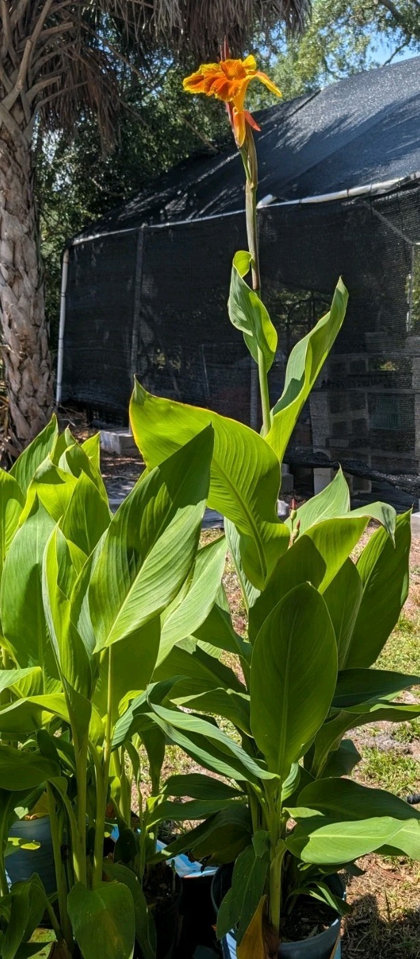 12 ROOTED KING HUMBERT CANNA LILY RHIZOMES Giant Tropical Orange Yellow 5-7FT
