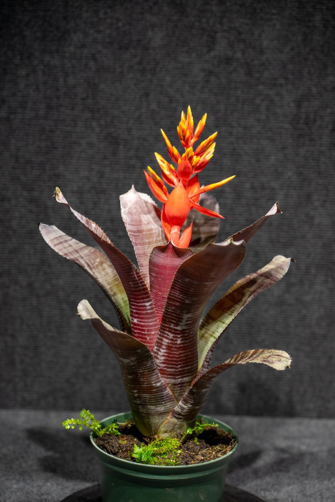 Bromeliad Aechmea Frappuccino 6″ pot – live plant