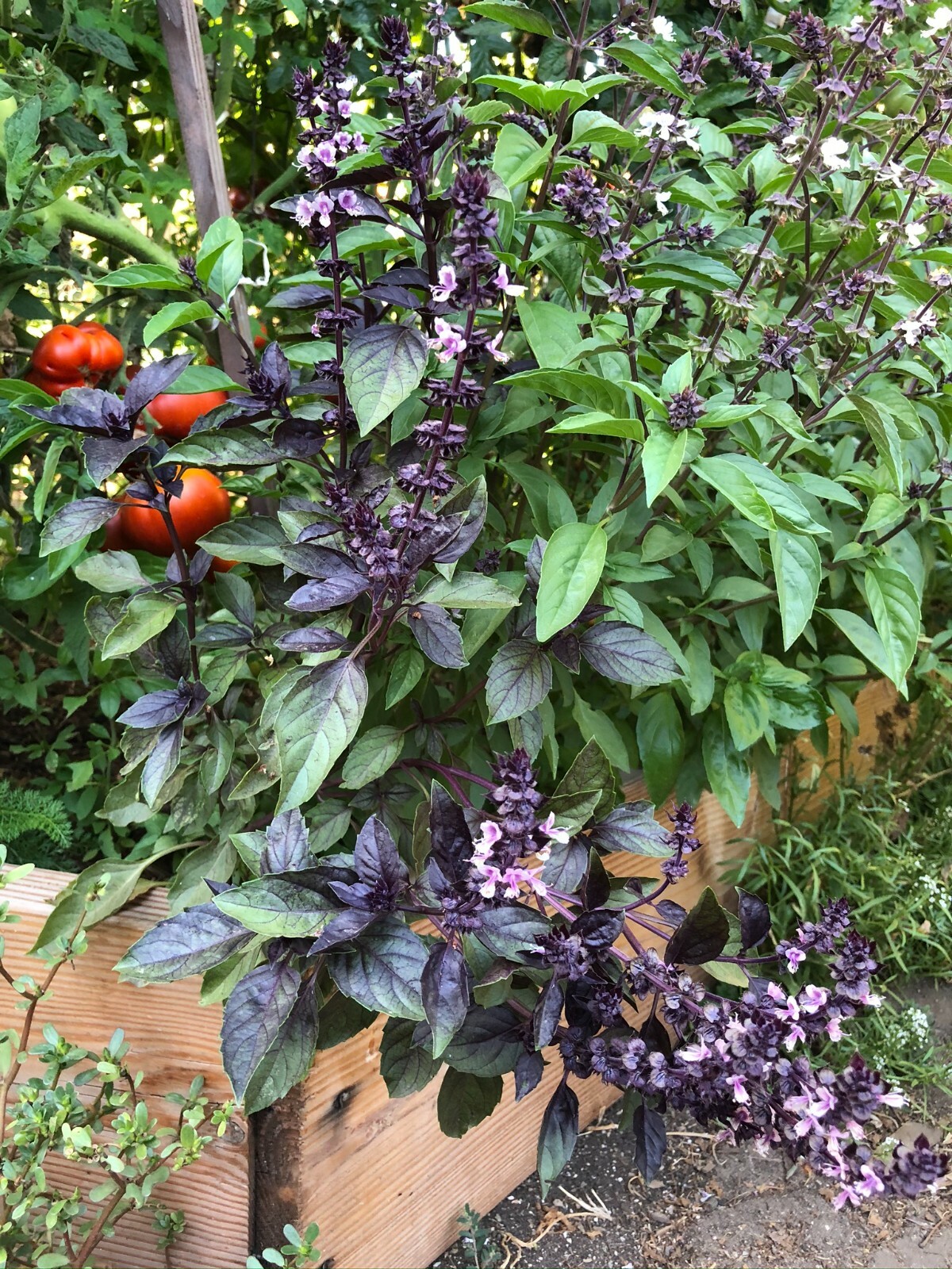 300+ Dark Purple Opal Basil Seeds Organically Grown USA NON-GMO