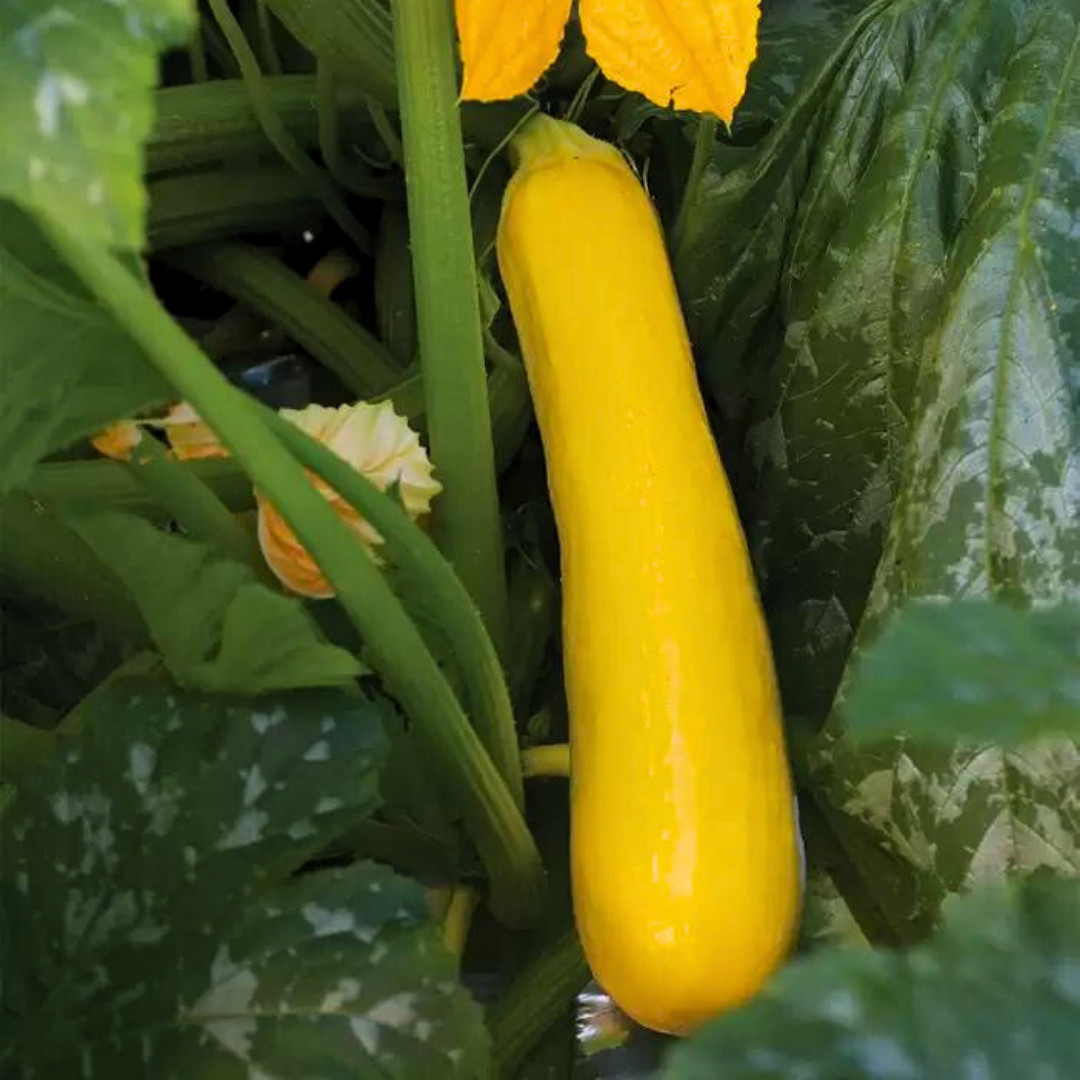 Fresh Golden Zucchini Seeds | Heirloom Non-GMO | Vegetable seeds