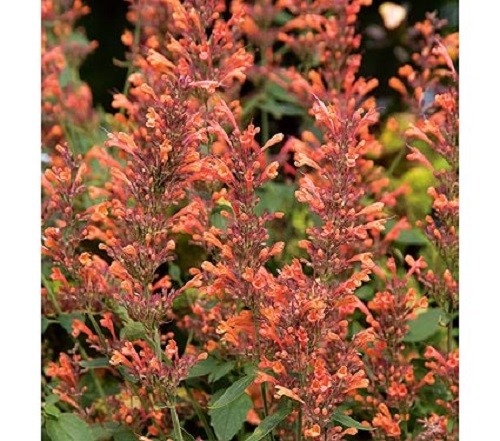 50+ Navajo Sunset Orange Hyssop Agasthache / Perennial Flower Seeds