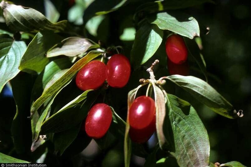 Cornelian Cherry Tree Seeds for Planting (30 Seeds) – Cornus mas