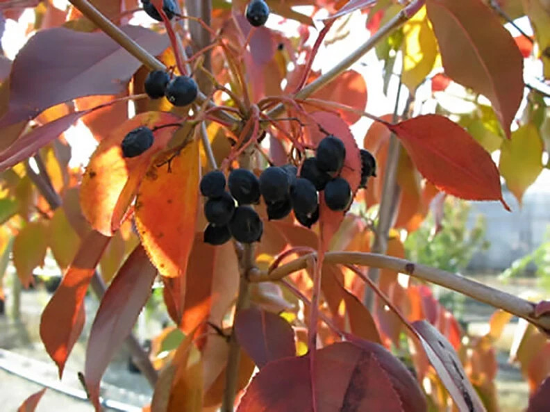 20+ seeds Nannyberry Native Shrub (Viburnum lentago) Edible & Medicinal