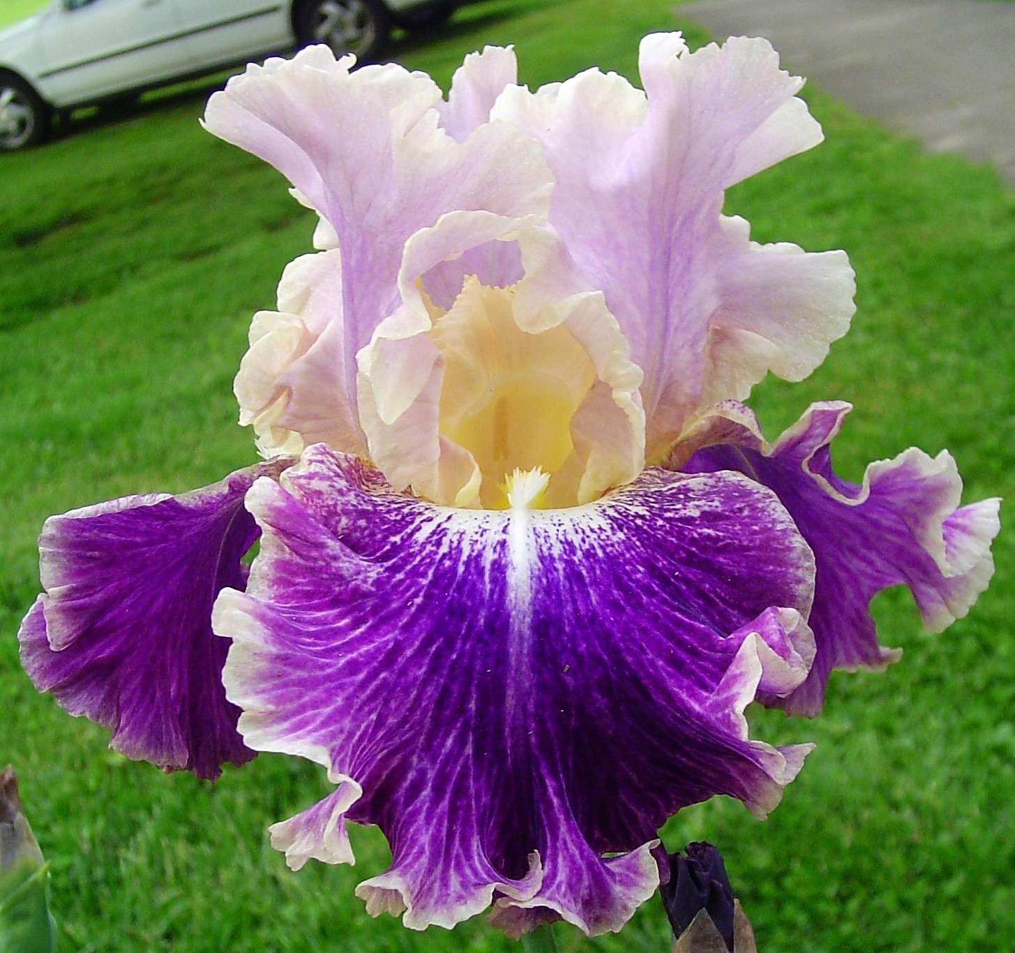 RUFFLELATA Tall Bearded Iris SHIPPING NOW!