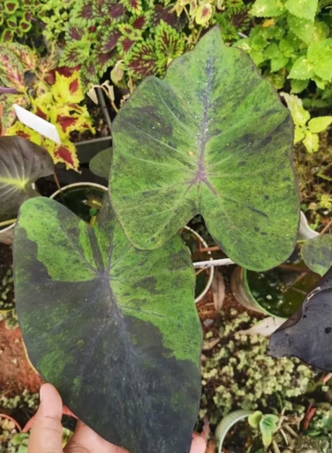 AUTHENTIC Colocasia Anubis 1 bulbs
