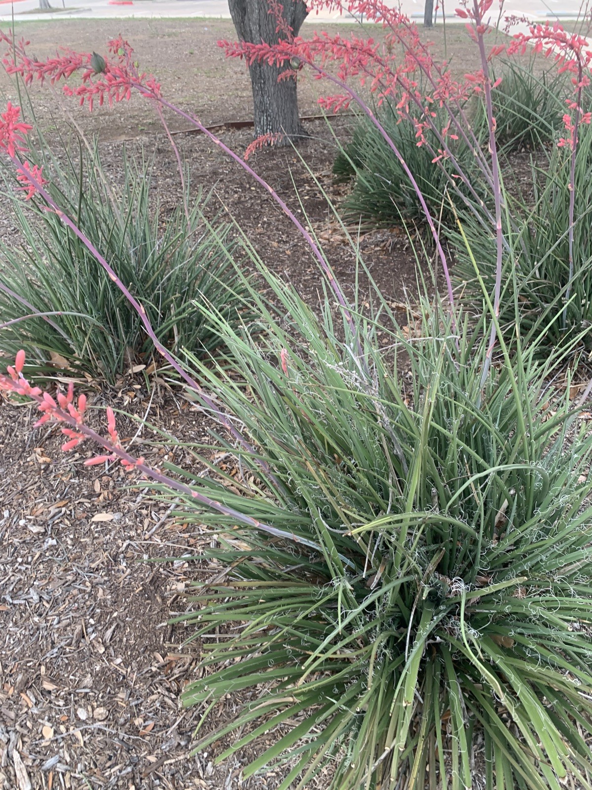 25+ Red Yucca Hesparola Parviflora Seeds