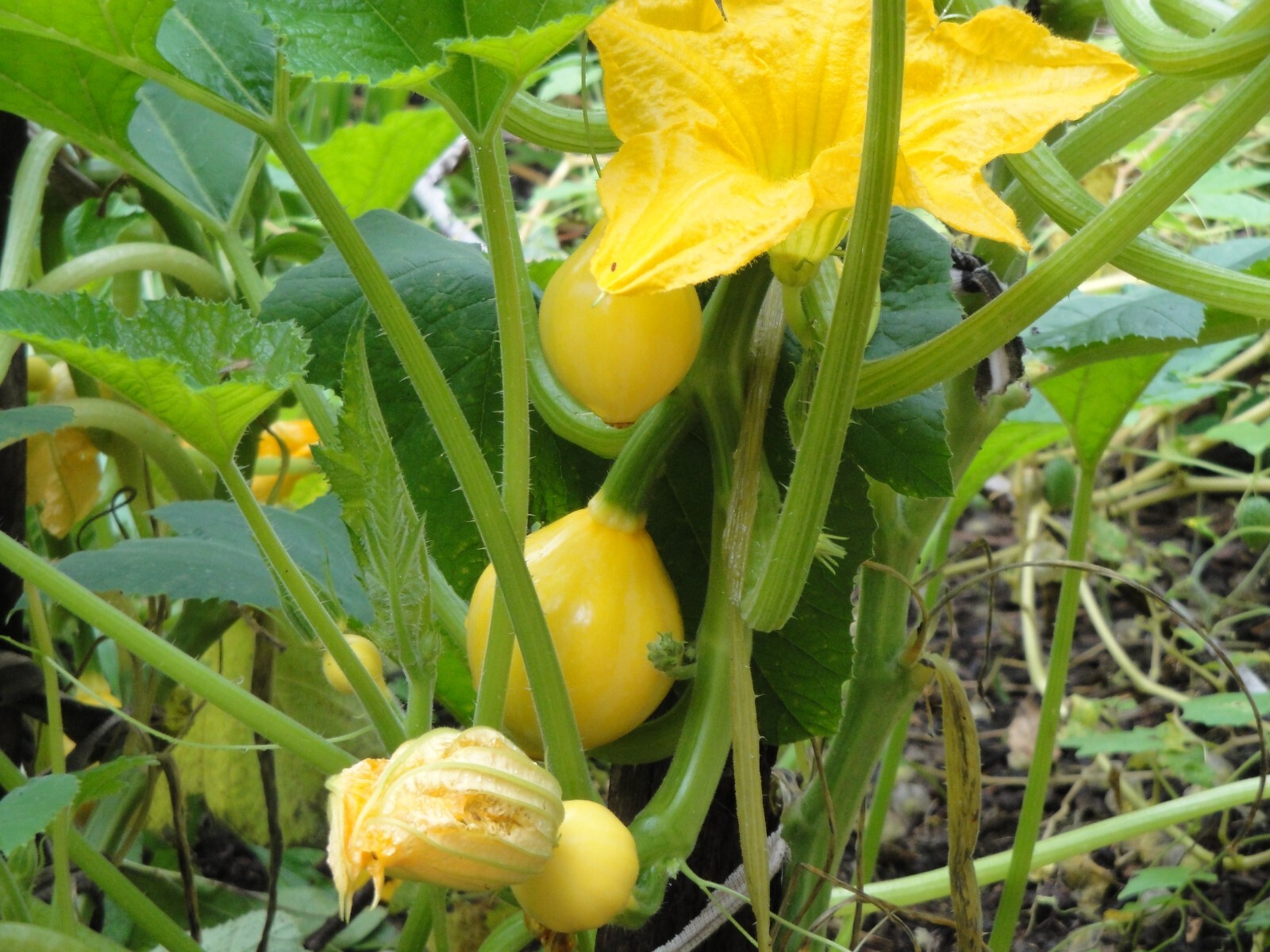 Lemon Squash 10+ Seeds Organic FRESH from 2023 Non-GMO
