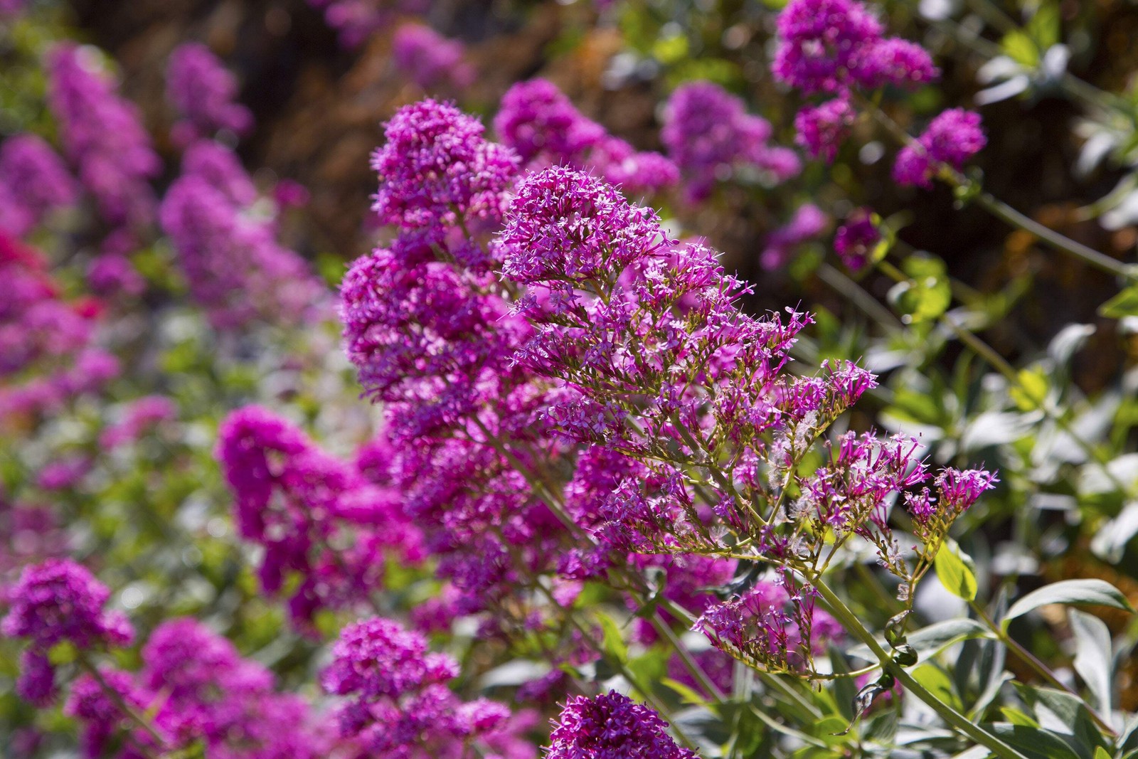50 VIOLET PURPLE BUTTERFLY BUSH Buddleia Davidii Flower Seeds *Flat S/H