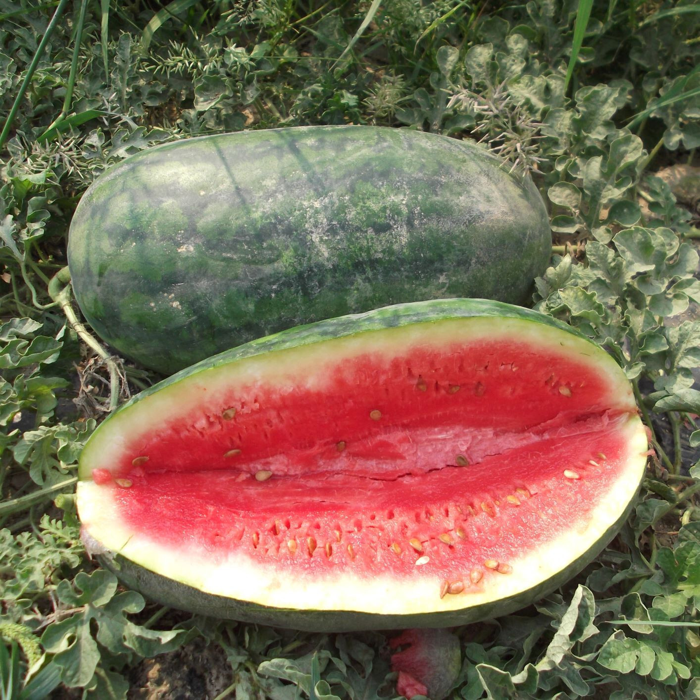 25+ CONGO WATERMELON FRESH FOR GARDENS NON – GMO