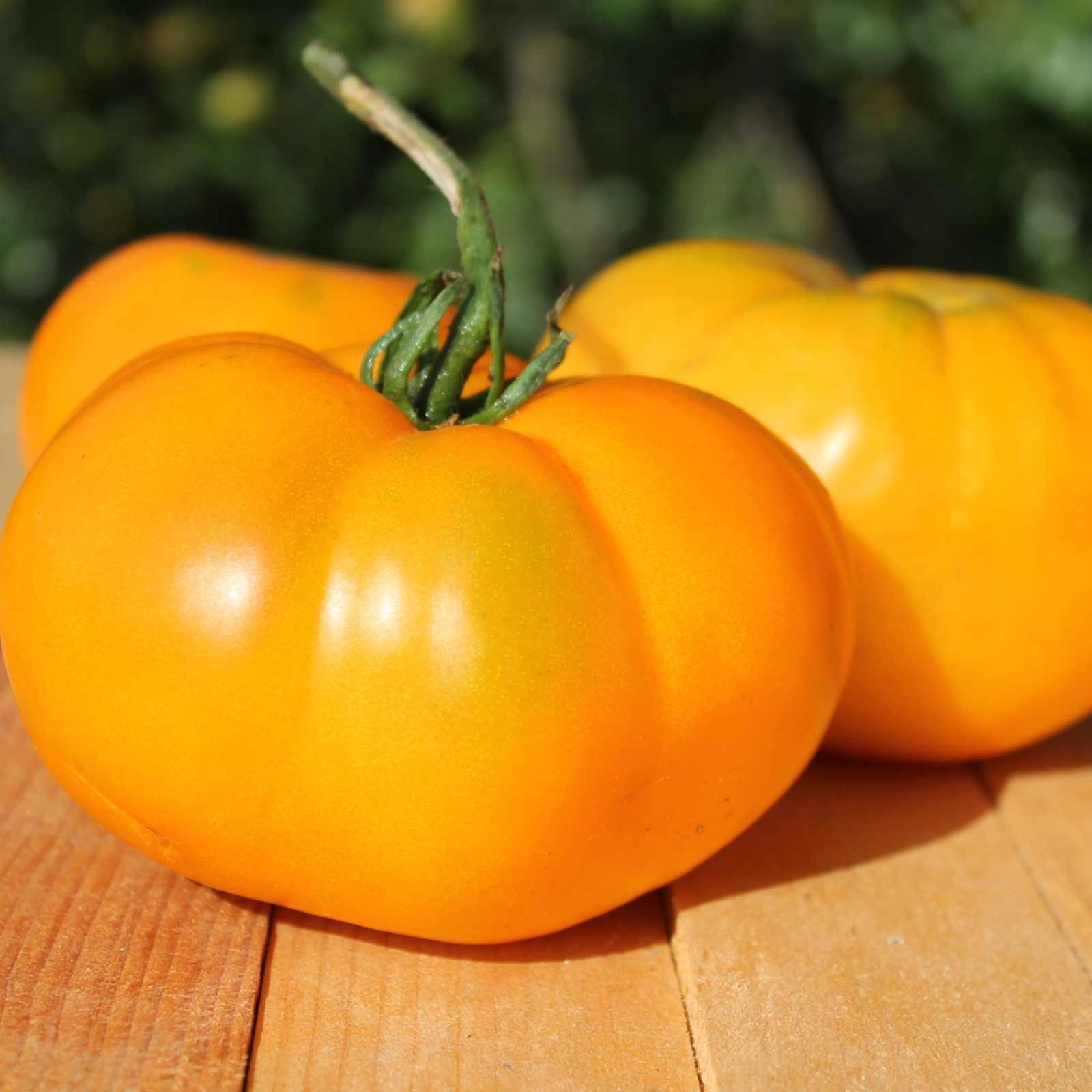 Yellow Brandywine Tomato Seeds | Golden Beefsteak Tomatoes Vegetable Seed 2024