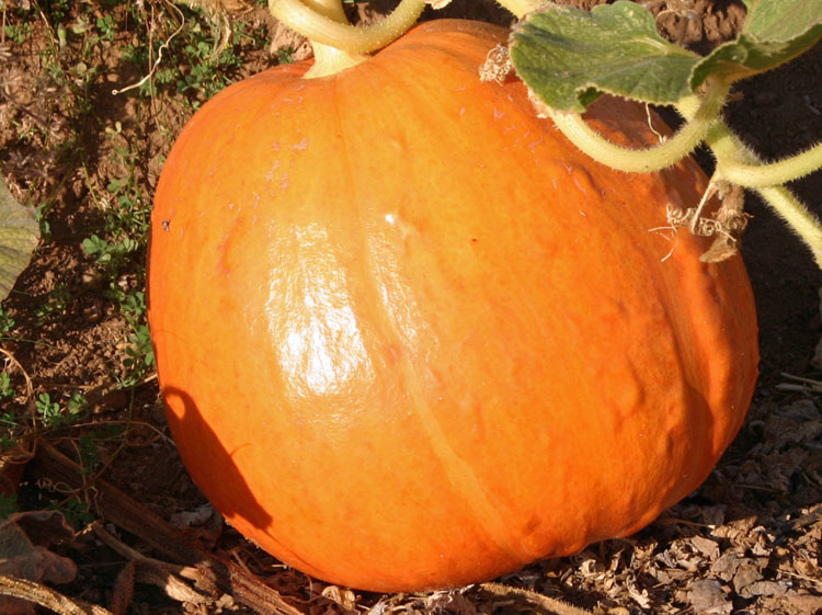 Pumpkin Seed: Big Max Pumpkins Fresh Seed FREE Shipping