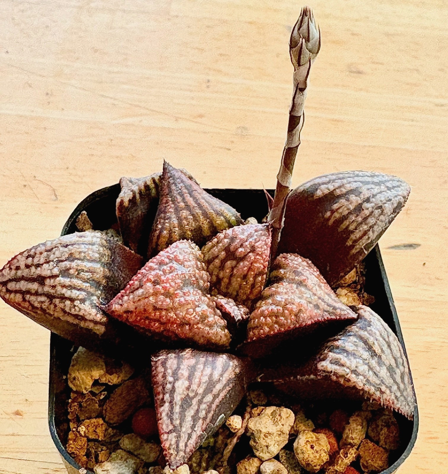 Haworthia Picta ‘Flaming Lips’ hybrid succulent cactus