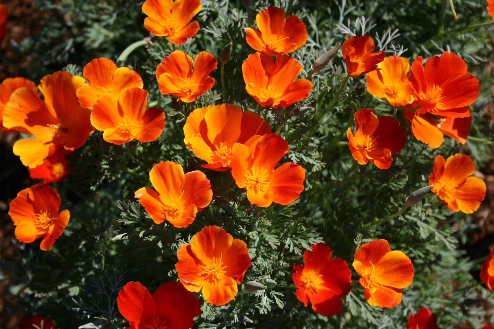 Mikado California Poppy Seed – California Native – Eschscholzia Californica