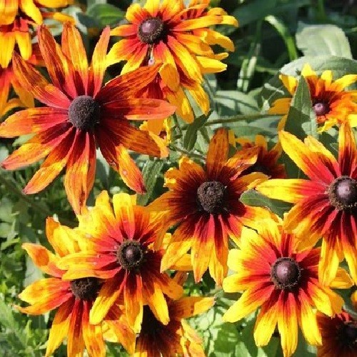 Gloriosa Daisy Seeds – Giant Bi-Color Blooms – Hardy Heirloom Rudbeckia