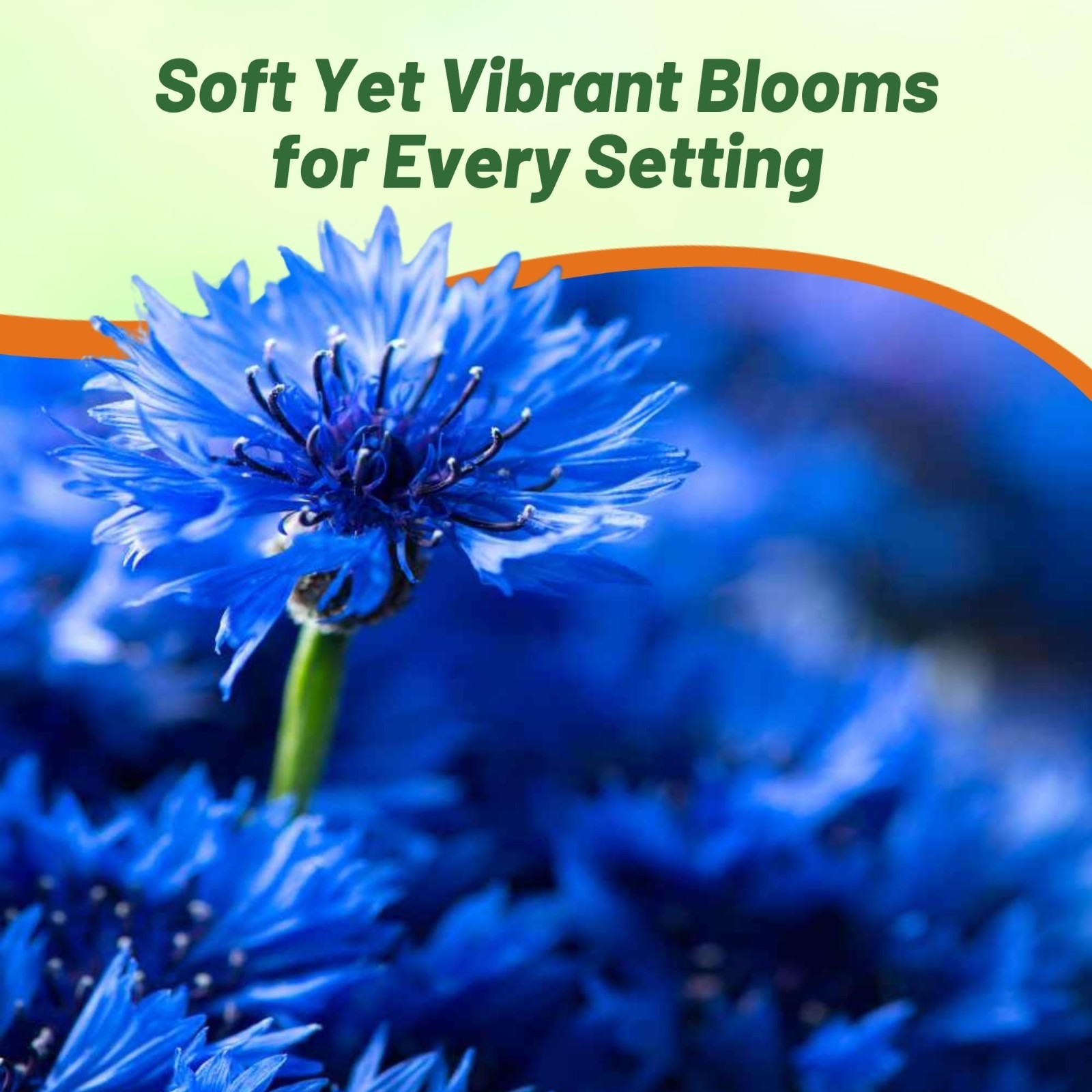 Blue Cornflower Seeds – 1 lb Annual Bachelor’s Button for Cut Flower Gardens, Dr