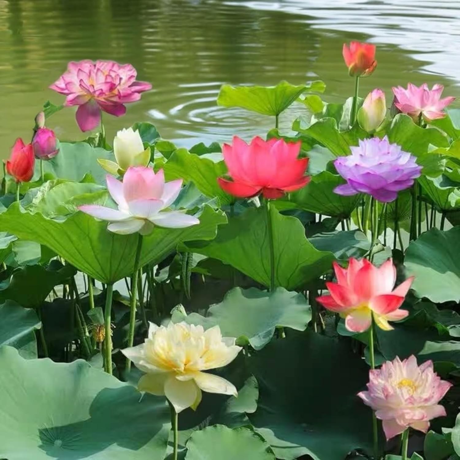 15pcs Exotic Lotus Seeds – Colorful Gardening Bliss for Home & Pond Environments